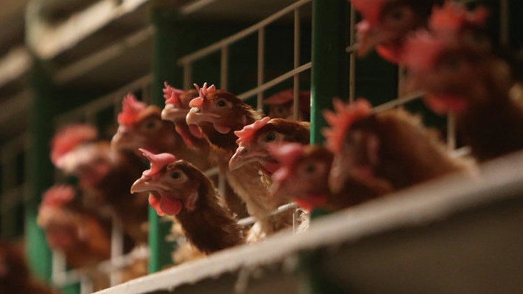 كوريا الجنوبية تعلن وقف استيراد الدواجن من الولايات المتحدة بسبب مرض انفلونزا الطيور