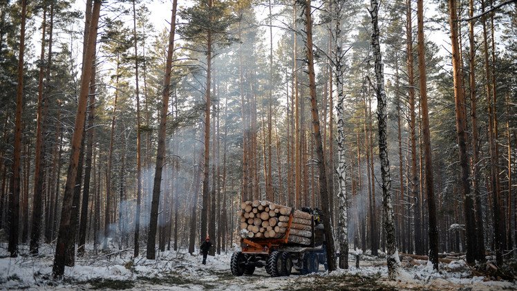 الأخشاب ترفد الميزانية الروسية بـ 370 مليون دولار في 2014