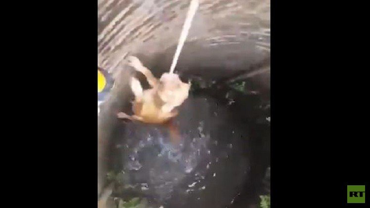بالفيديو.. كيف تخرج كلبا من البئر