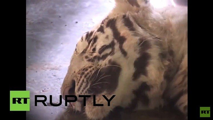 بالفيديو من الهند.. ثعبان الكوبرا يقتل نمرا أبيضا بعد معركة 10 دقائق 