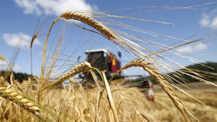 مصر تتوقع تسلم شحنات القمح الروسي في الموعد المحدد 