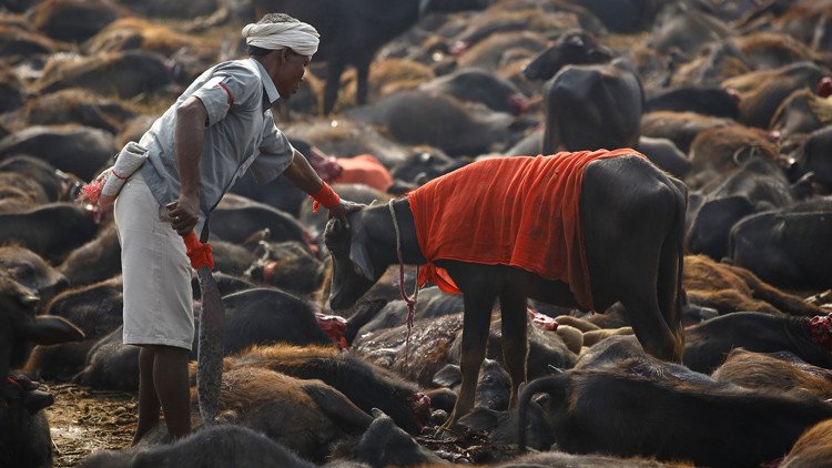 صور صادمة لمهرجان يُضحى فيه بنصف مليون حيوان قرابين لإلهة هندوسية 