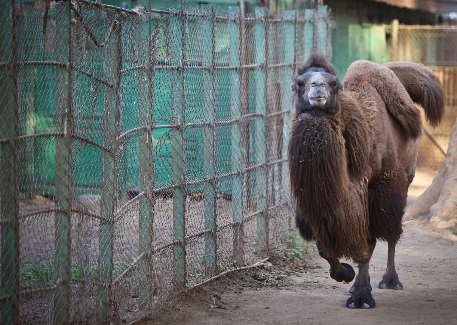الجمل ذو السَنَامَيْن، موطنه الأصلي المناطق الباردة ويتعرض حاليا للانقراض 10 ديسمبر/كانون الأول   