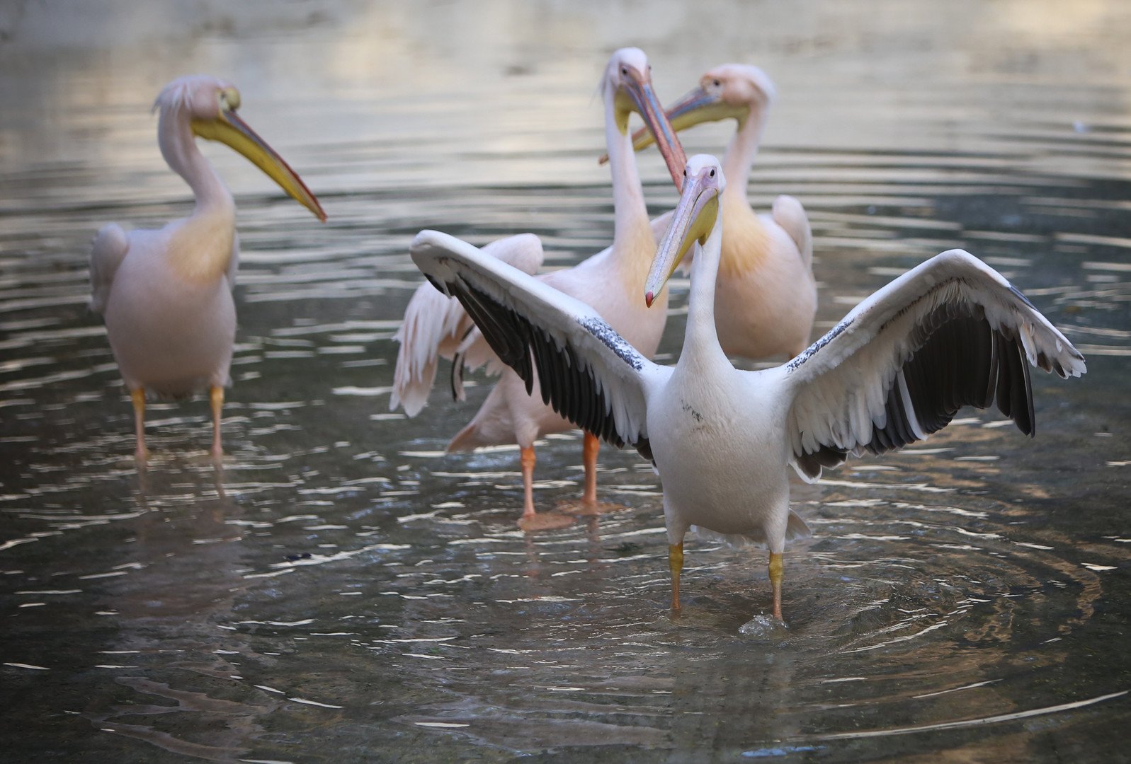 البجع الأبيض ويُشاهد في مصر بكثْرة في فَصْلي الربيع والخريف، صورة من داخل الحديقة 10 ديسمبر  