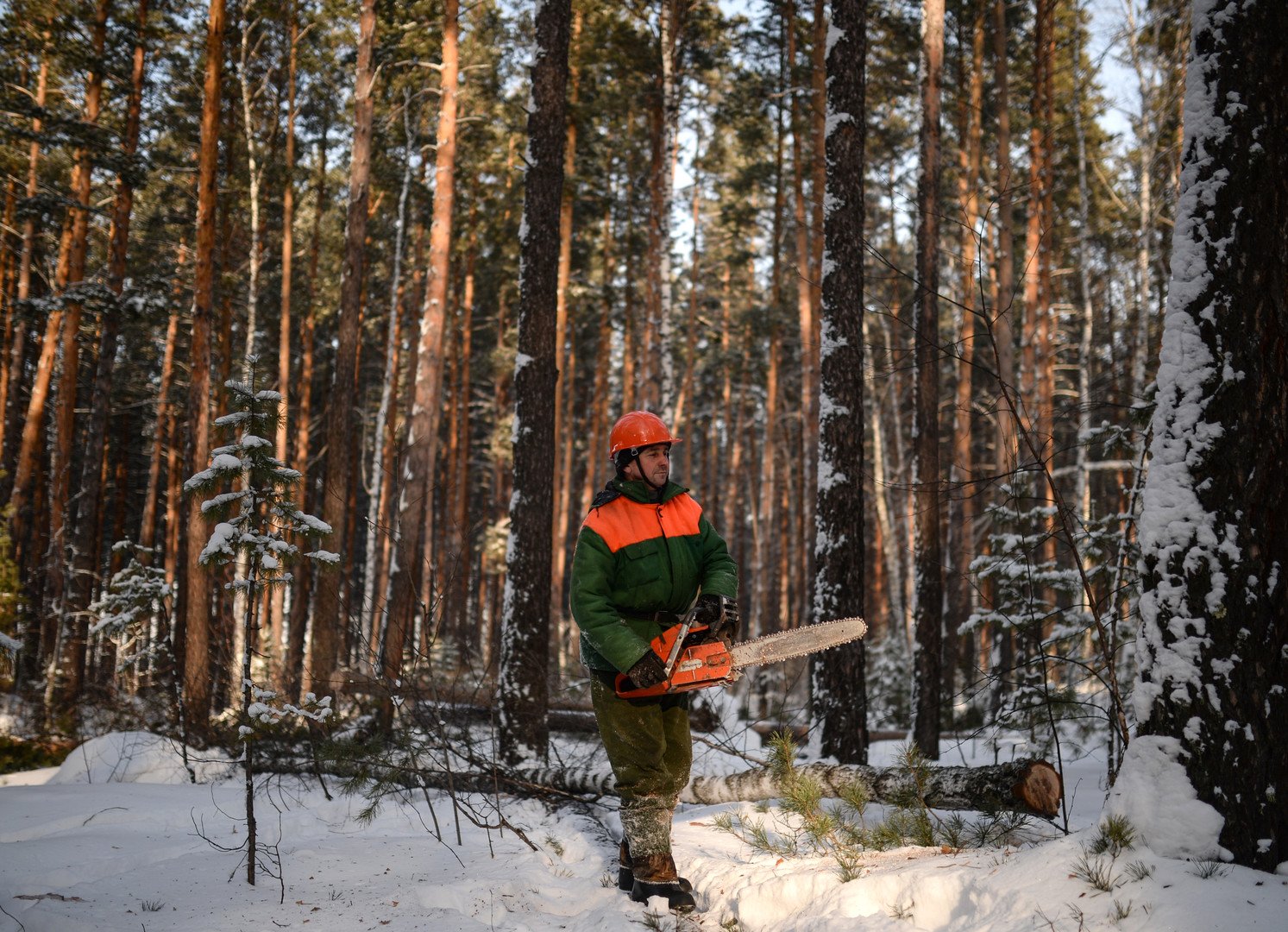 تعتبر الصين أهم الشركاء التجاريين لروسيا في مجال استيراد الأخشاب 