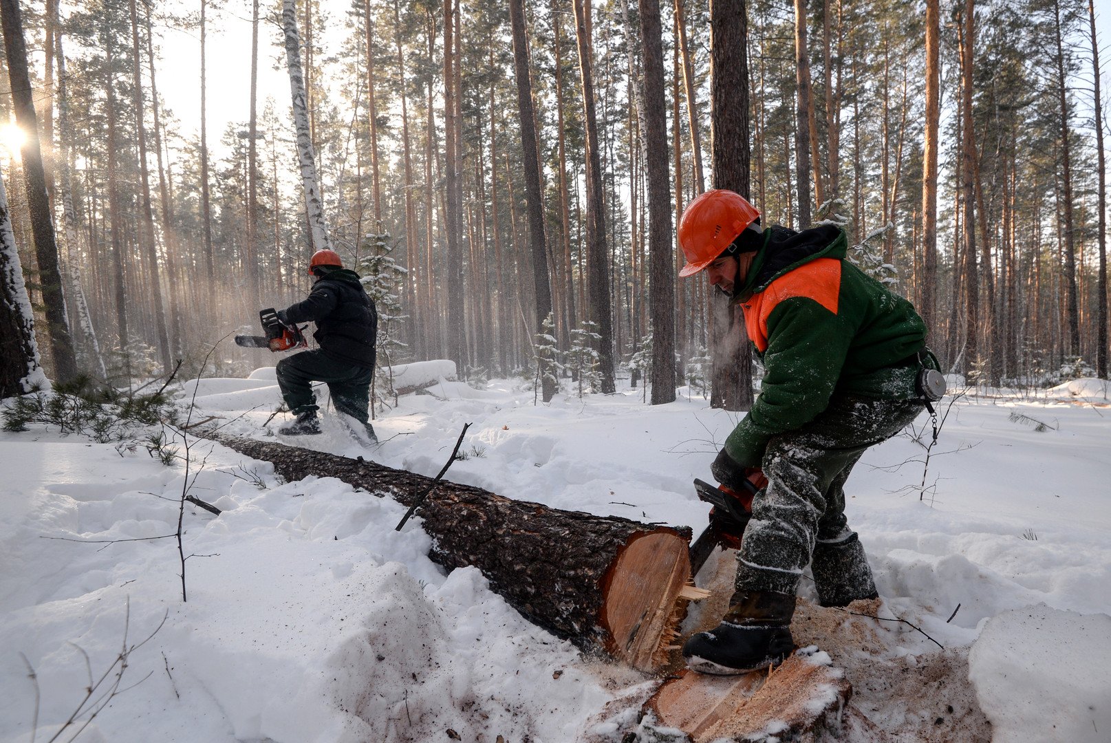 بلغت صادرات روسيا من الأخشاب إلى الصين نحو 2.2 مليار دولار في عام 2013