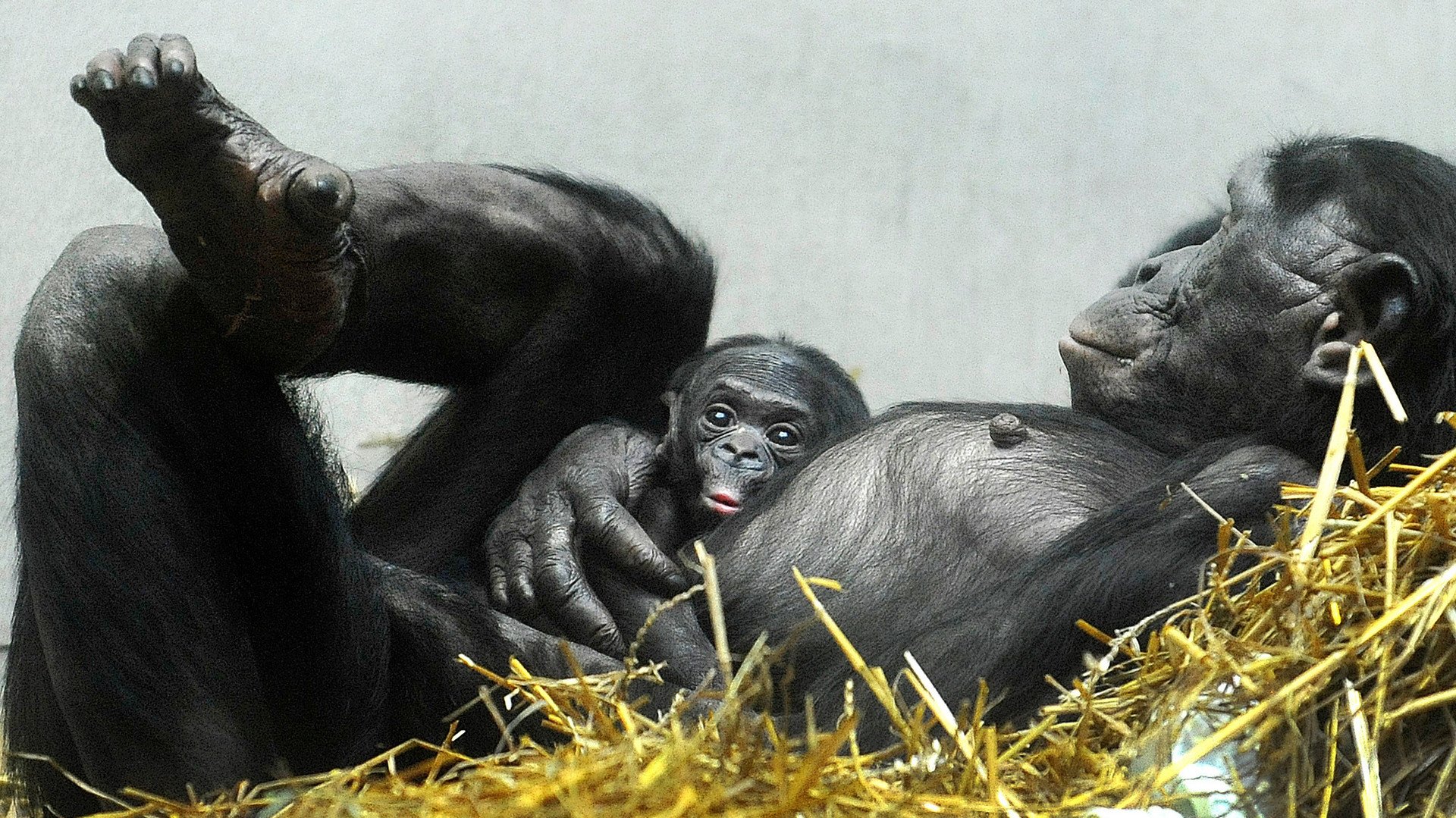 وليد صغير لشمبانزي البونوبو في حضن أمه بحديقة الحيوان غرب ألمانيا، 6 فبراير/شباط 2014