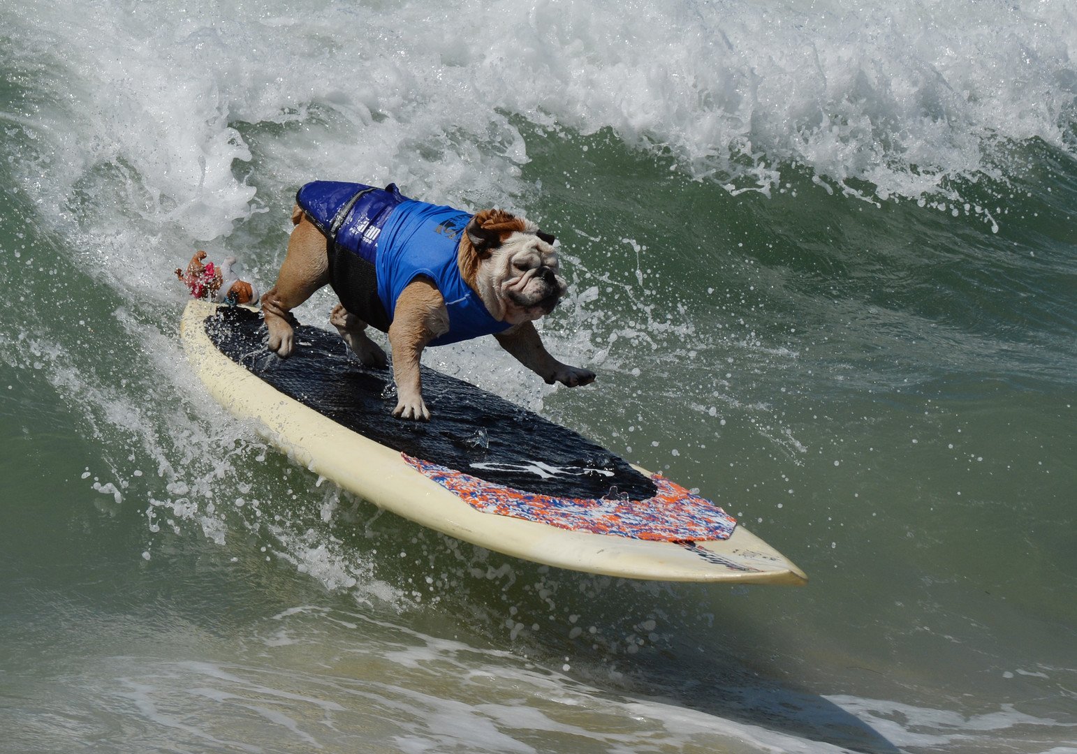 الكلب تيلمان يركب الأمواج خلال مسابقات ركوب الأمواج السنوية السادسة للكلاب في كاليفورنيا 28 سبتمبر