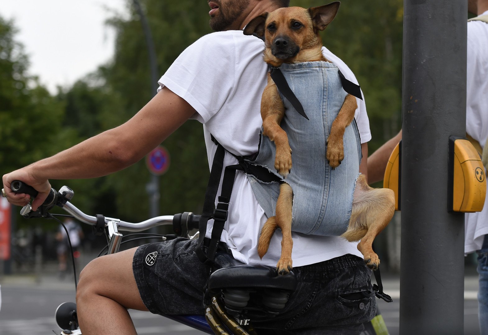 راكب دراجة هوائية يحمل كلبه خلف ظهره في العاصمة الألمانية برلين 7 أغسطس/آب