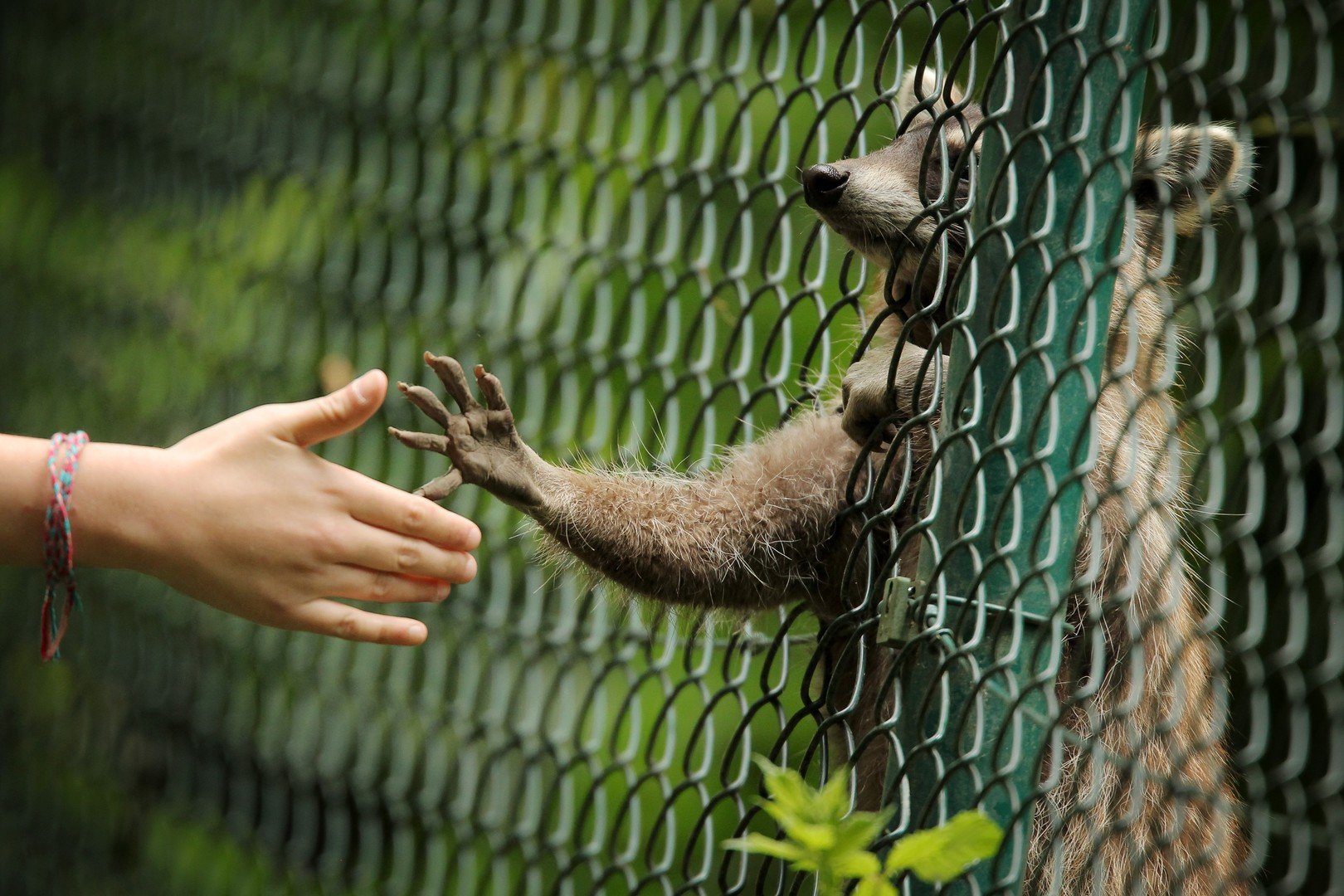 حيوان الراكون يمد يده من داخل القفص بحديقة للحيوان في جنوب ألمانيا، ليصافح أحد الزائرين، 21 يونيو 
