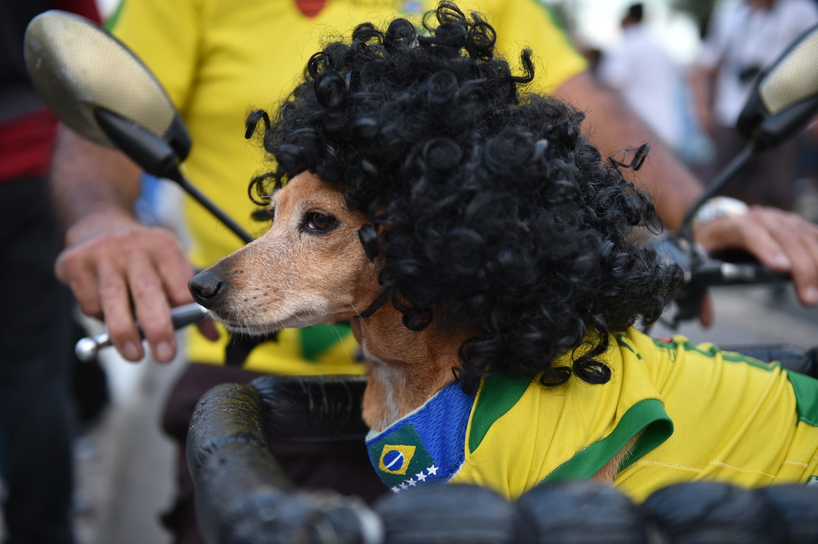 كلب في أزياء مشجعي البرازيل على شاطئ كوباكابانا بالعاصمة ريودي جانيرو قبل انطلاق كأس العالم 12 يونيو