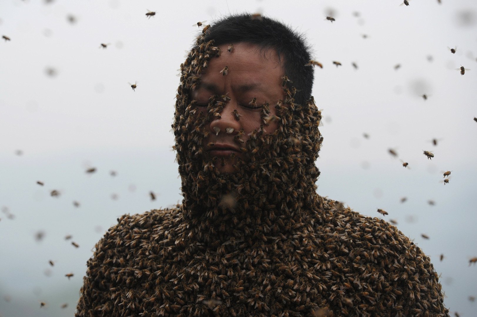 الصيني شي بينغ مغطى بسرب من النحل تقدر بـ 460 ألف نحلة، ووزنها بلغ 45 كيلوغرام 9 إبريل/نيسان   
