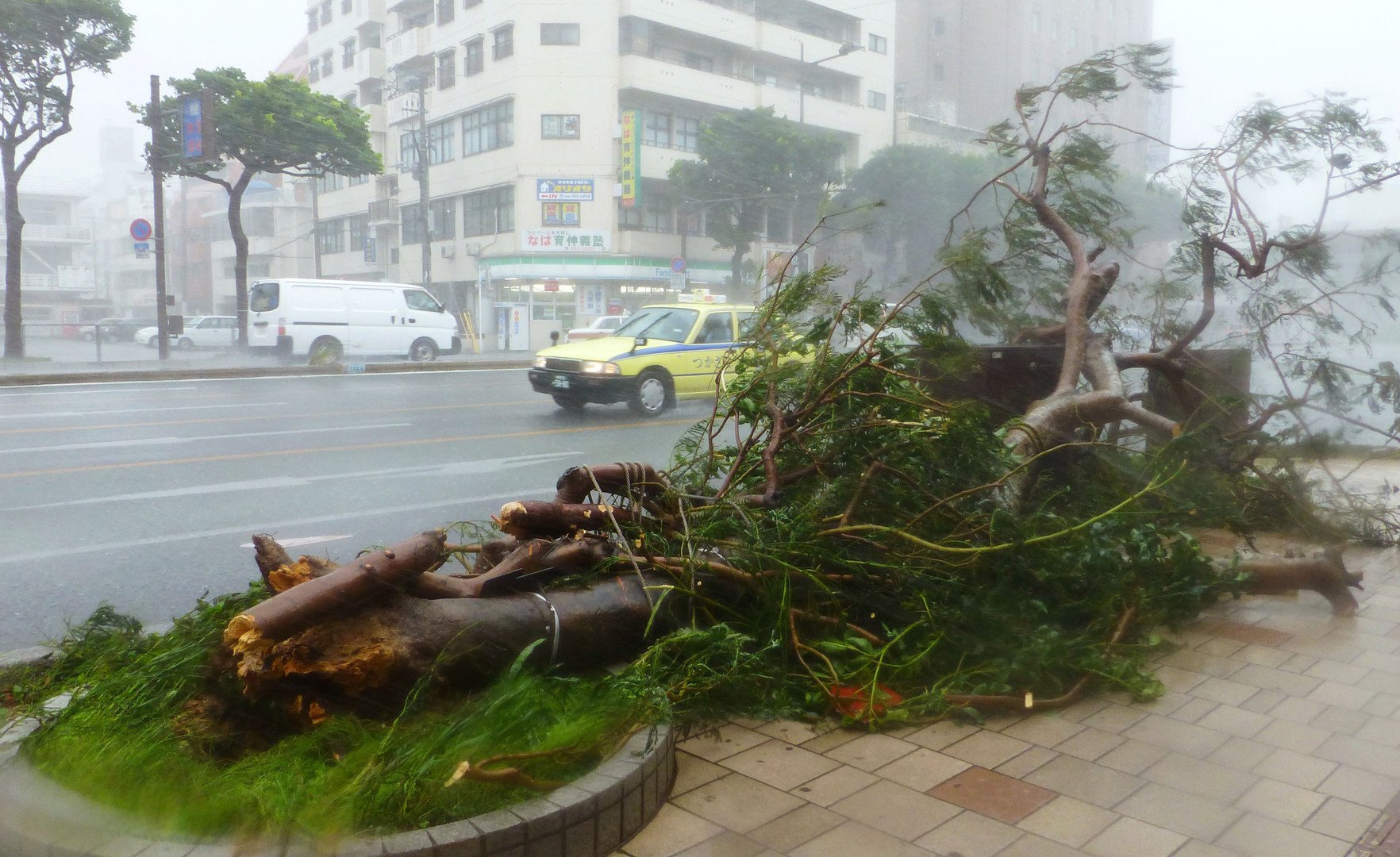 شجرة محطمة على جانب الطريق أعقاب إعصار نيوغوري في جزيرة أوكيناوا جنوب اليابان، 8 يوليو/تموز 