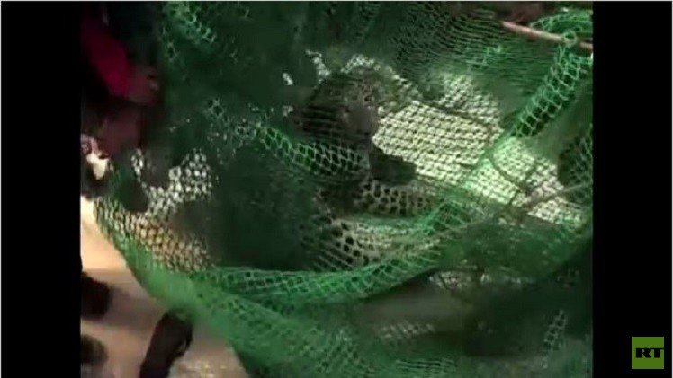 بالفيديو.. اصطياد فهد بشبكة في الهند