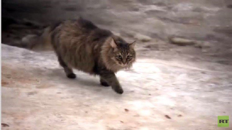 روسيا.. قطة تنقذ رضيعاً من البرد القارس