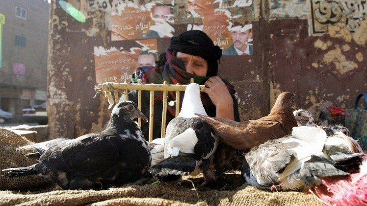 اكتشاف حالات جديدة من انفلونزا الطيور في مصر 