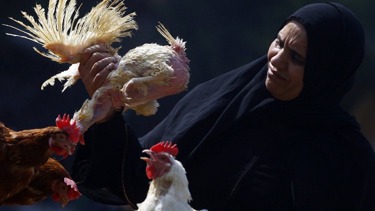 وزارة الصحة المصرية تعلن وفاة شخصين بإنفلونزا الطيور