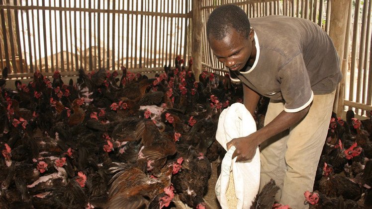 إنفلونزا الطيور تتفشى في 7 ولايات نيجيرية 