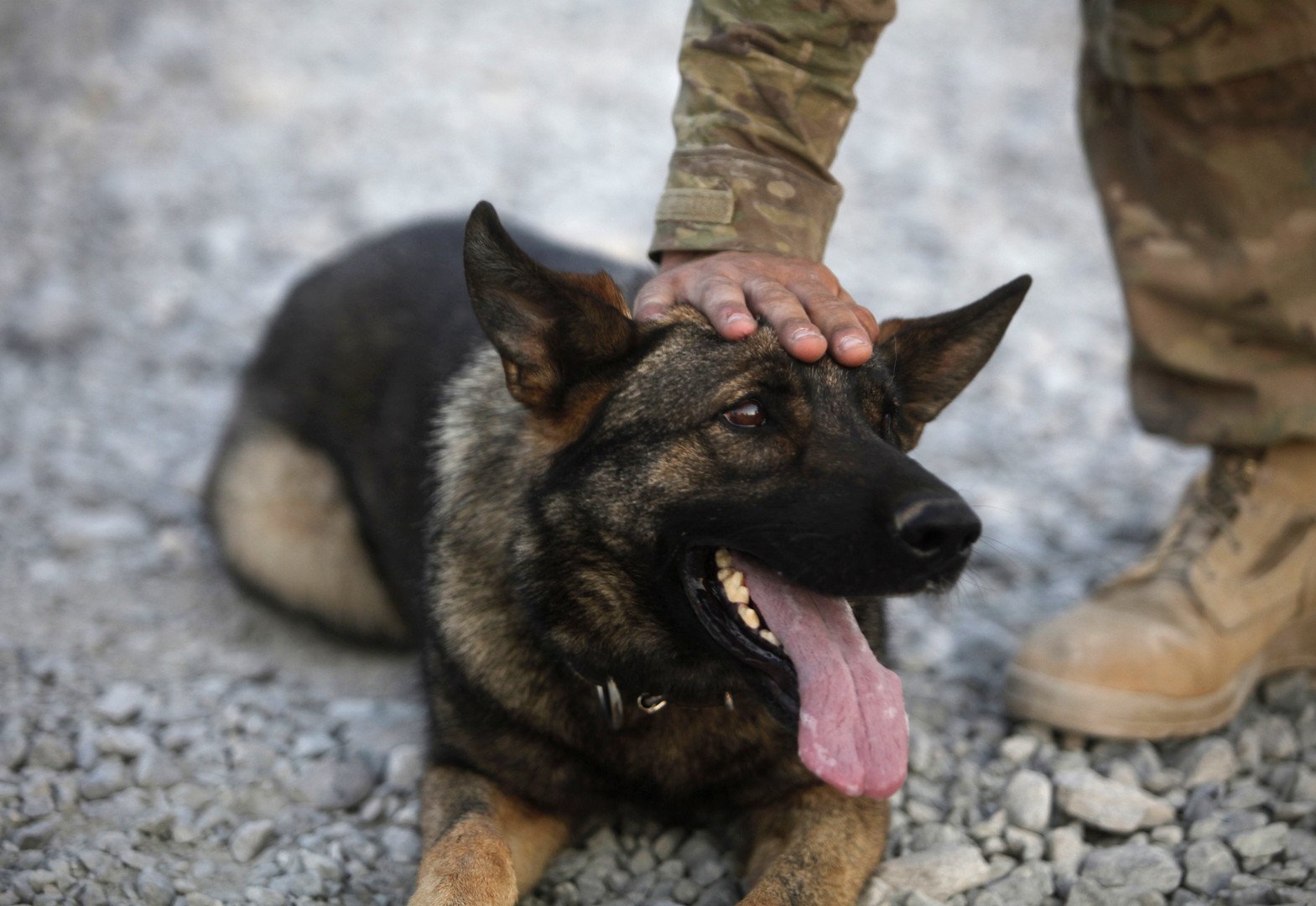 كلب بوليسي مدرب على اكتشاف المتفجرات، الجيش الأمريكي، قندهار، أفغانستان، 26 يونيو 2011