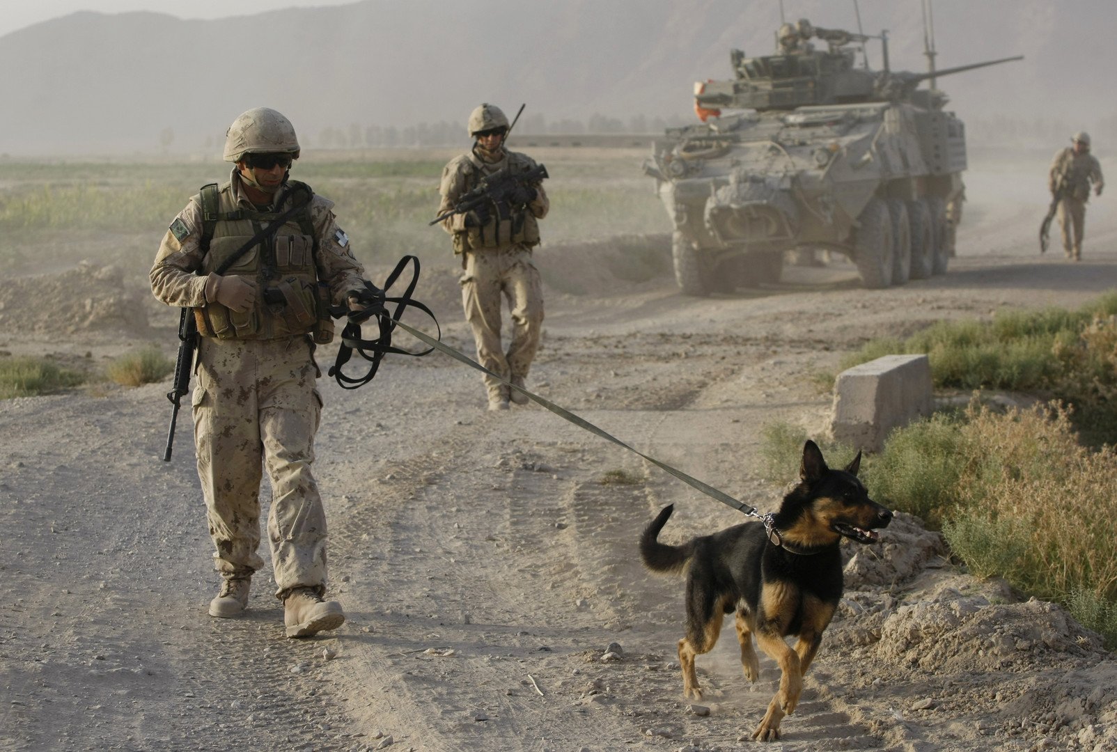 كلب بوليسي مدرب لاكتشاف المواد المتفجرة، الجيش الكندي، قندهار، أفغانستان، 25 يونيو 2011