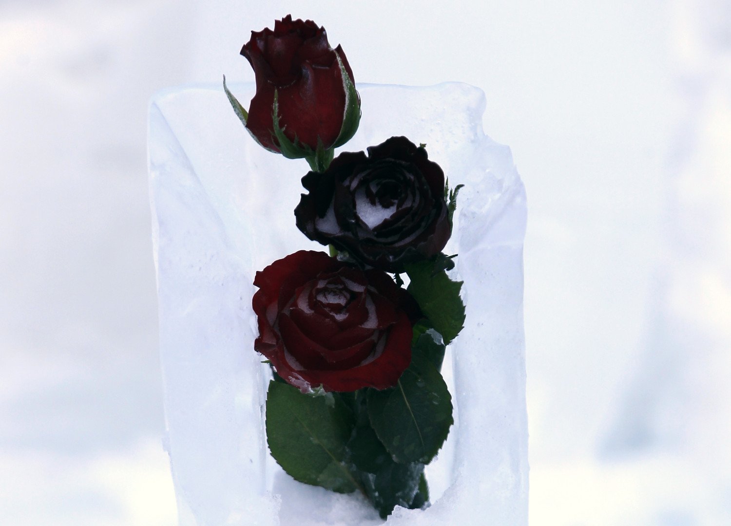 زهور على طاولة من الجليد موضوعة خارج فندق باليا لاك، 28 يناير/كانون الثاني 2015