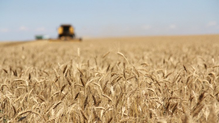 صعود أسعار القمح تزامنا مع إعلان مناقصات شراء كبيرة