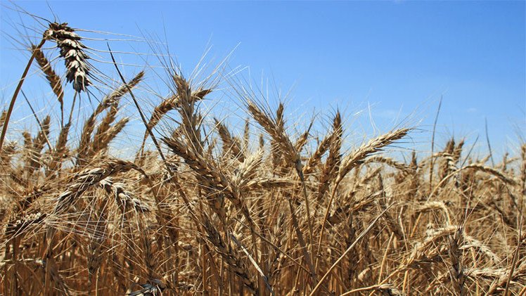 مصر تطمح لإعفائها من رسوم صادرات القمح الروسي 