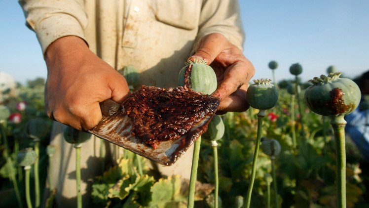 ارتفاع انتاج الأفيون في أفغانستان بنسبة 30%