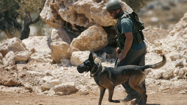 بعد انتشار فيديو .. إسرائيل تحقق في إطلاق جنودها الكلاب على فلسطيني