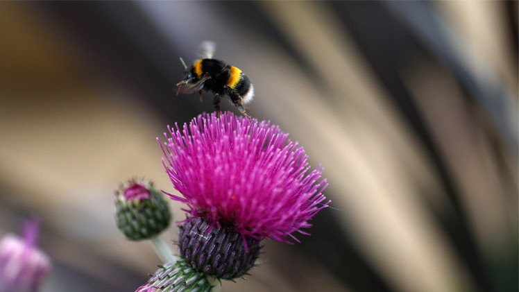 علماء: النحل كالبشر يعاني أحياناً من ذكريات وهمية