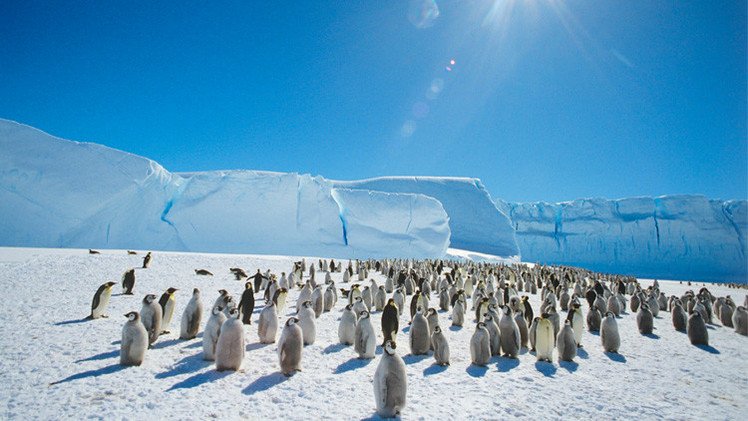 علماء: التغير المناخي ملائم جدا لطيور البطريق