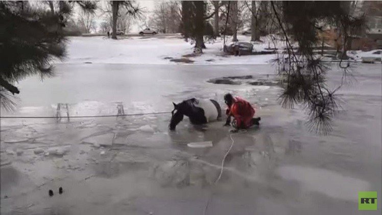 بالفيديو.. انقاذ حصان من بين اثنين سقطا في بحيرة متجمدة 