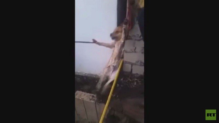 بالفيديو.. انقاذ كلب محاصر باستخدام الصابون 