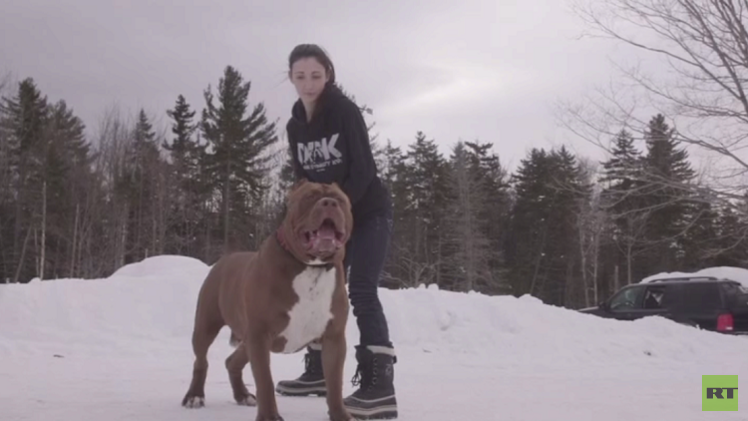 بالفيديو..أكبر كلب من سلالة البيتبول ترير الأمريكي في العالم يلقب بـ