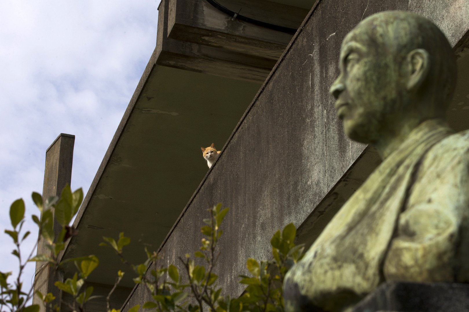 قطة تجلس فوق سور مدرسة مهجورة فى جزيرة أوشيما جنوب اليابان، 25 فبراير/شباط 2015