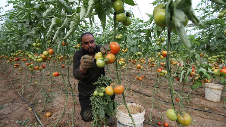 إسرائيل تستأنف استيراد منتجات زراعية من غزة