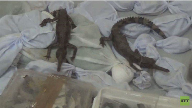 فيديو..مواطن روسي يحاول تهريب حيوانات نادرة إلى موسكو