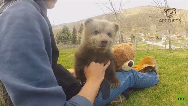 بالفيديو..إليكم صغير الدب مبتسما