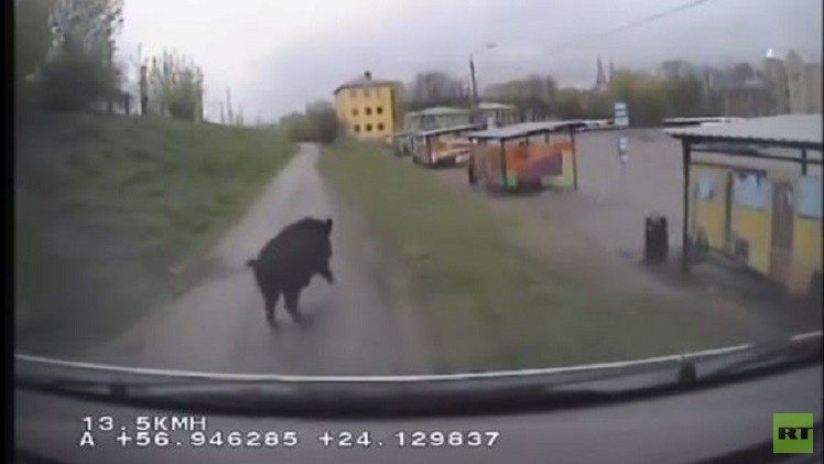لاتفيا.. الشرطة تلاحق خنزيرا بريا شاردا في شوارع ريغا (فيديو)
