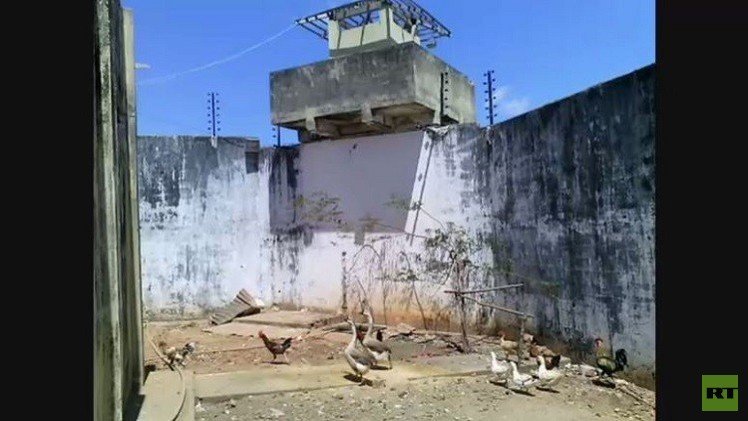 الإوز بدل الضباط لتأمين حراسة السجون في البرازيل (فيديو)