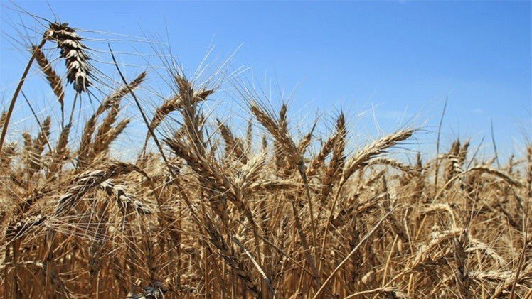 مصر تشتري 120 ألف طن من القمح الروسي والروماني  