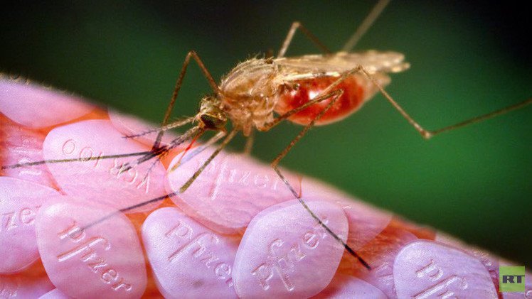 حبوب الفياغرا تفيد في منع انتشار الملاريا