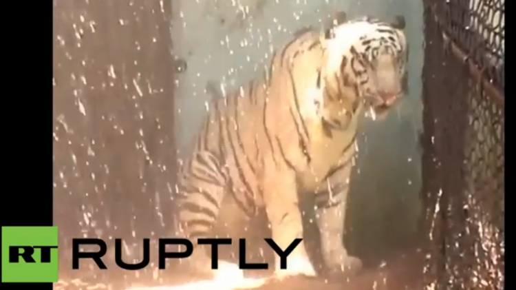 عدد ضحايا موجة الحرارة القاتلة في الهند يرتفع إلى 500 شخص (فيديو)