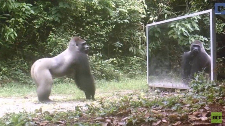 تصرف الحيوانات عند رؤيتها نفسها في المرآة  (فيديو)