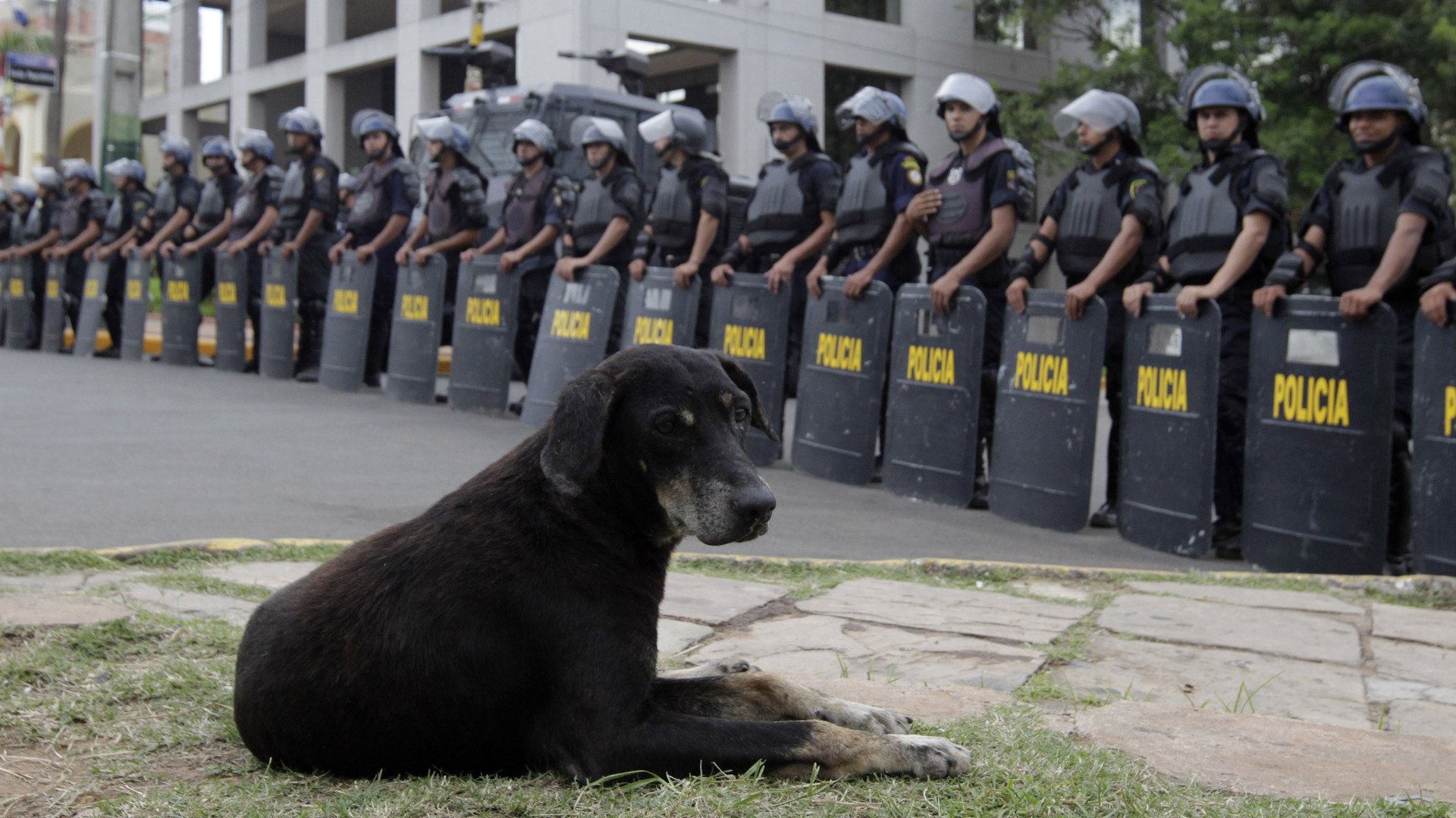 كلب يجلس قبالة قوات مكافحة الشغب خلال إحدى المظاهرات أمام مبنى البرلمان في باراغواي، 26 مارس 2014  