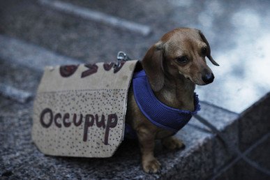 صورة لكلب أثناء مظاهرات لحركة "احتلال وول ستريت" في مدينة نيويورك الأمريكية، 11 يوليو 2012  