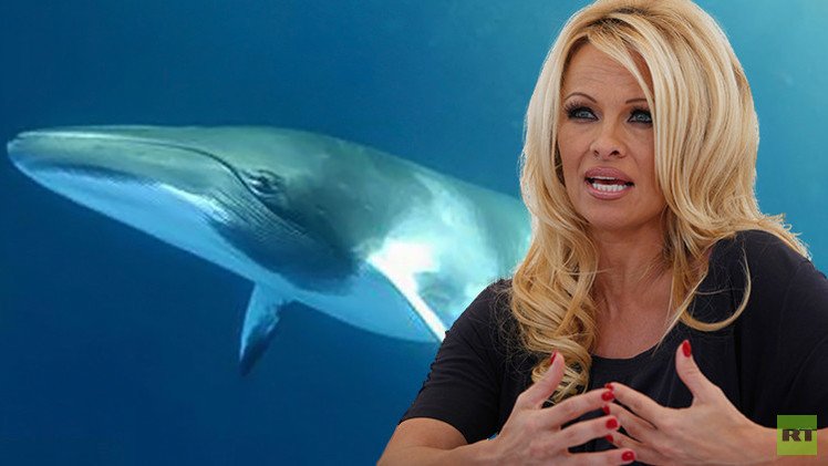 باميلا اندرسون توجه رسالة شخصية إلى بوتين