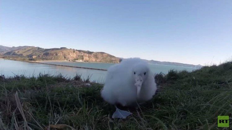 صور فريدة لفرخ طائر القطرس في نيوزيلندا (فيديو)