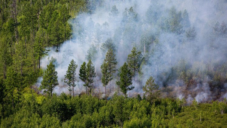 حرائق الغابات تمتد على مساحة 142 ألف هكتار في سيبيريا