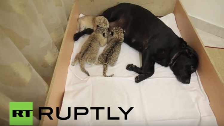  كلبة تتبنى ثلاثة أشبال (فيديو)